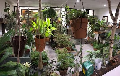 Plafond Vert Plantes, Botanique Amateur, Petite epicerie saine, Chanvre bien être